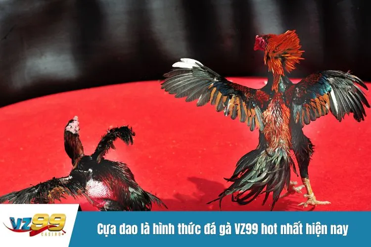 Cựa dao là hình thức đá gà VZ99 hot nhất hiện nay