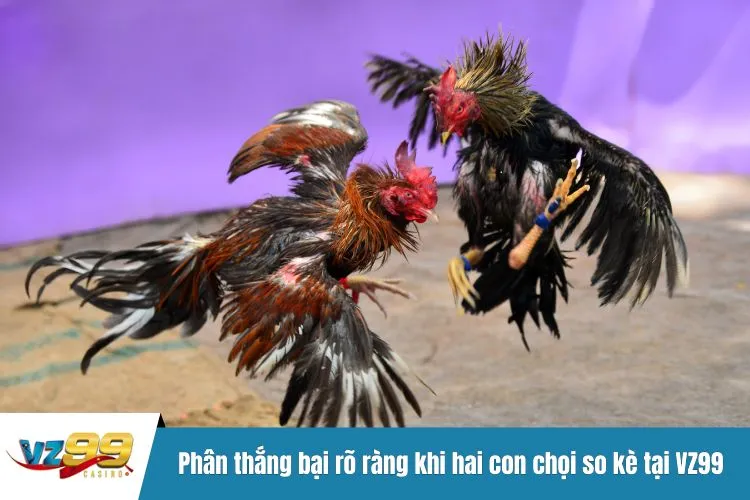 Phân thắng bại rõ ràng khi hai con chọi so kè tại VZ99