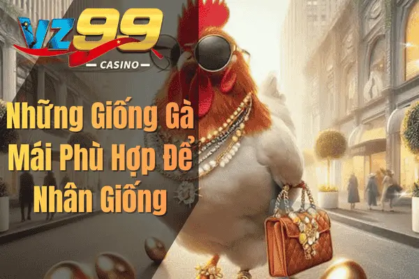 Cách Chọn Gà Chọi Mái Đẹp Theo Kinh Nghiệm Sư Kê Những Giống Gà Mái Phù Hợp Để Nhân Giống